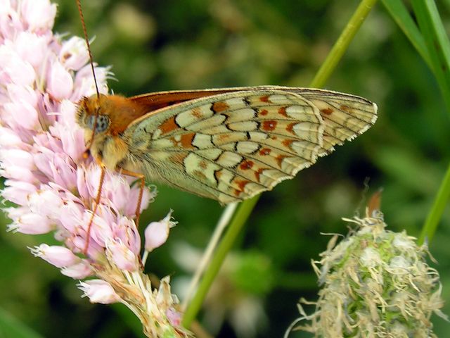 Fabriciana niobe